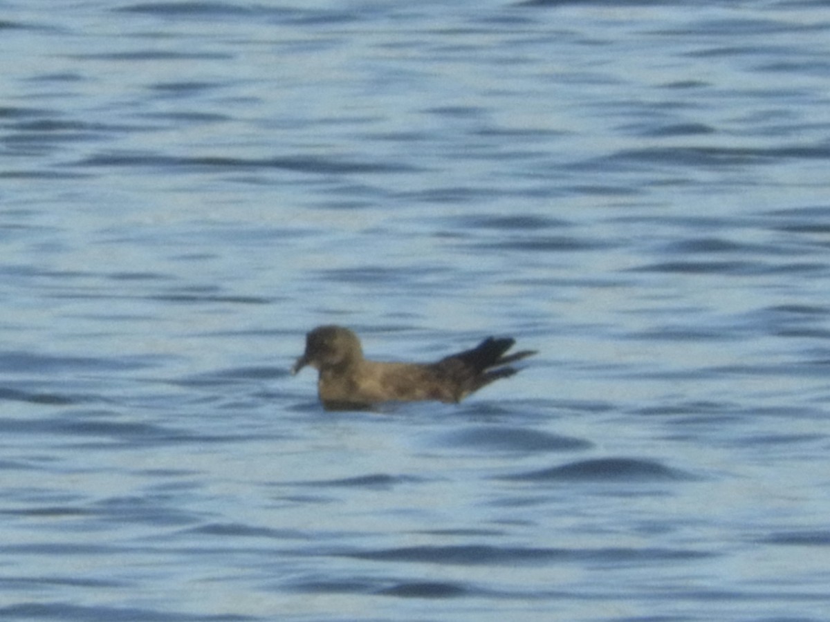 Band-rumped Storm-Petrel - ML258586831