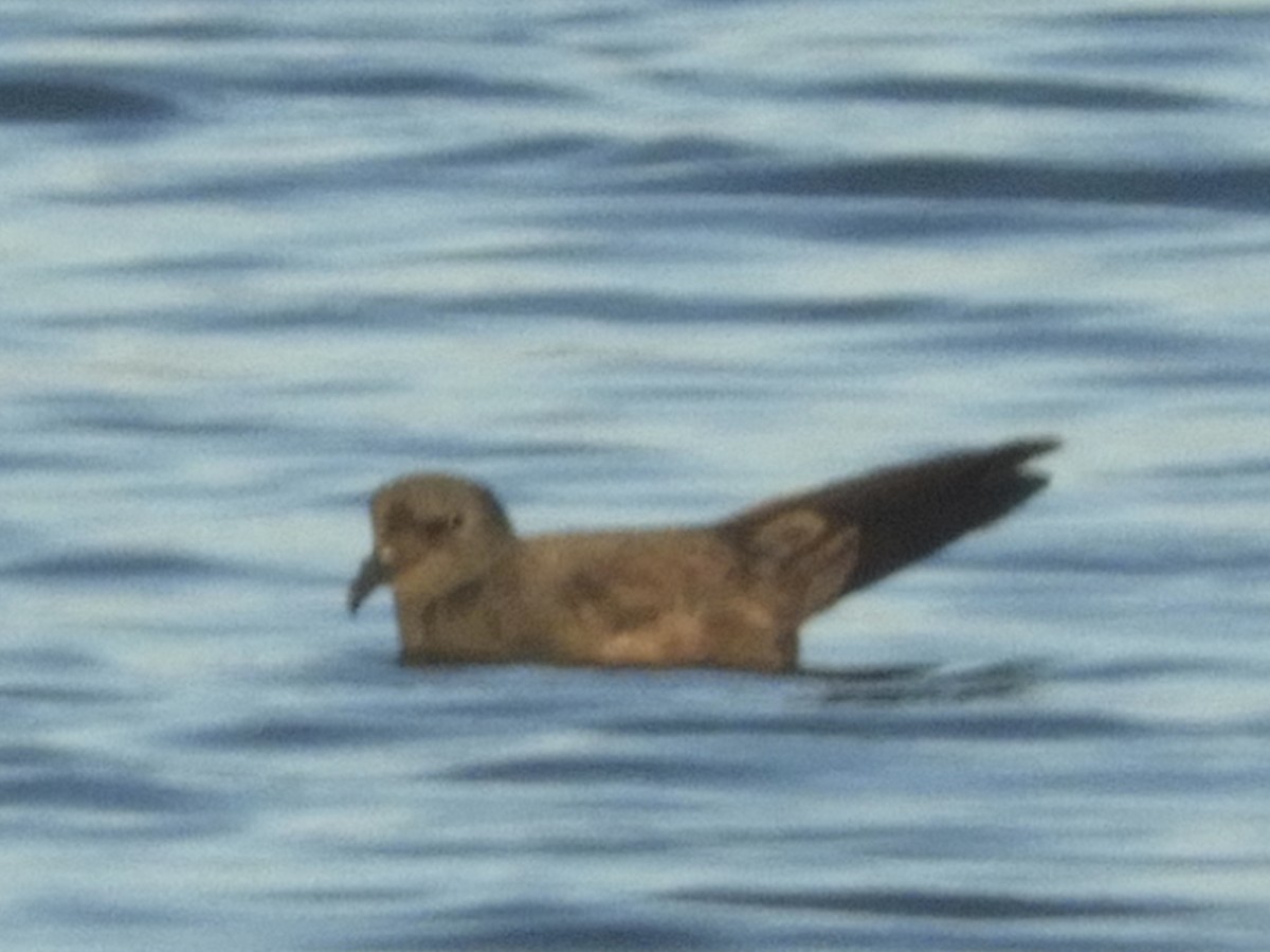 Band-rumped Storm-Petrel - ML258586841