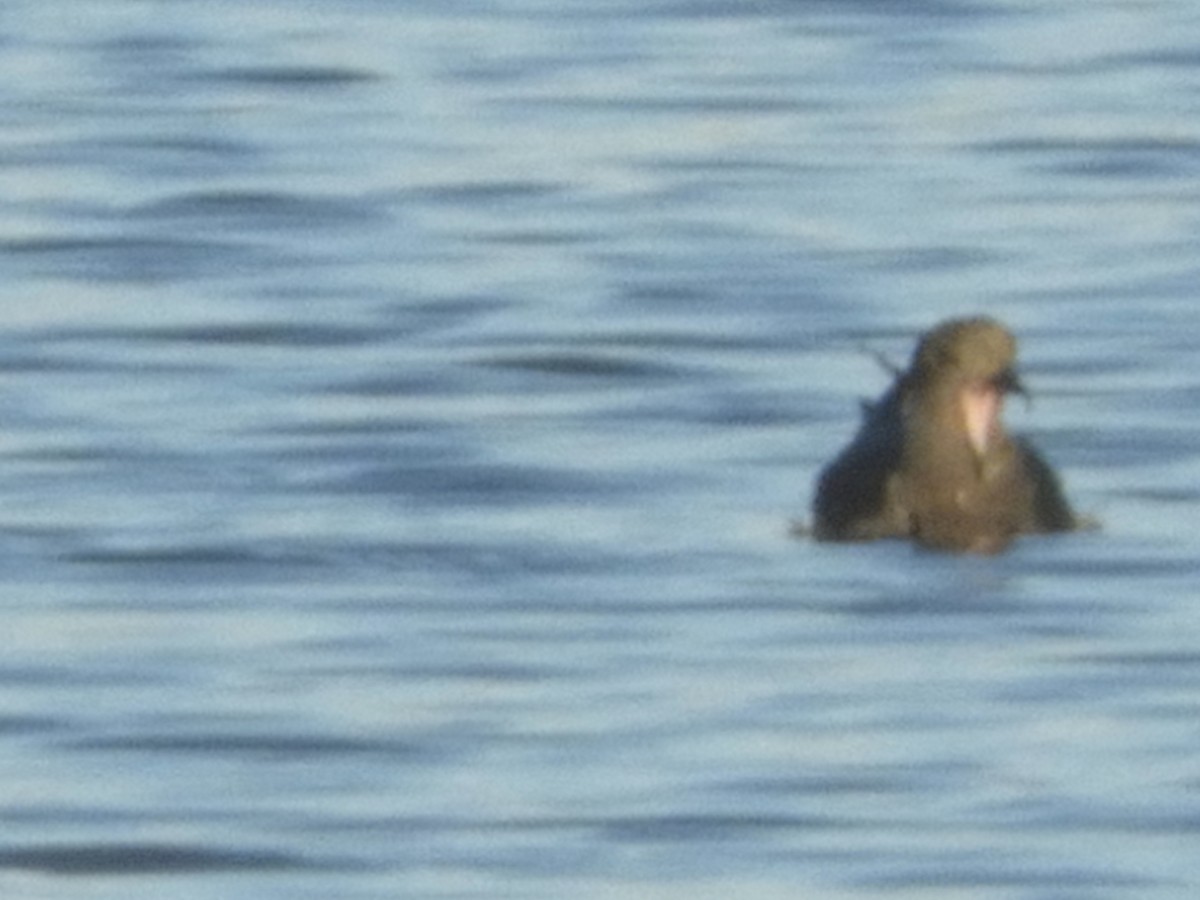 Band-rumped Storm-Petrel - ML258586851