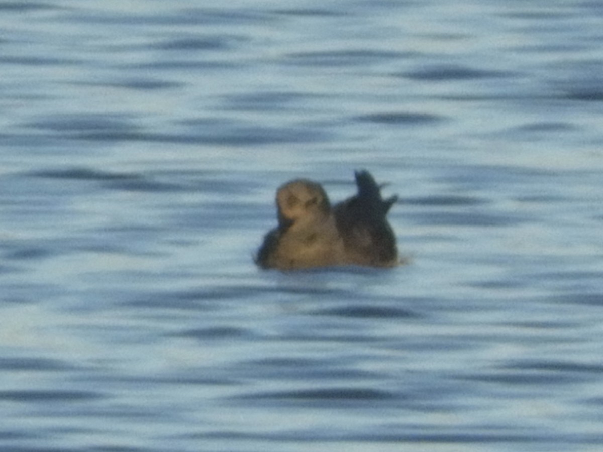 Band-rumped Storm-Petrel - ML258586861