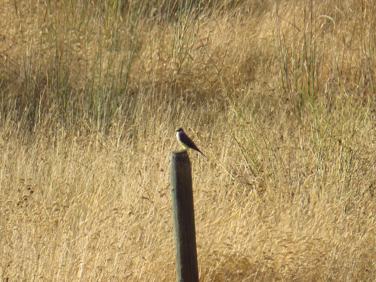 Western Kingbird - ML258587171