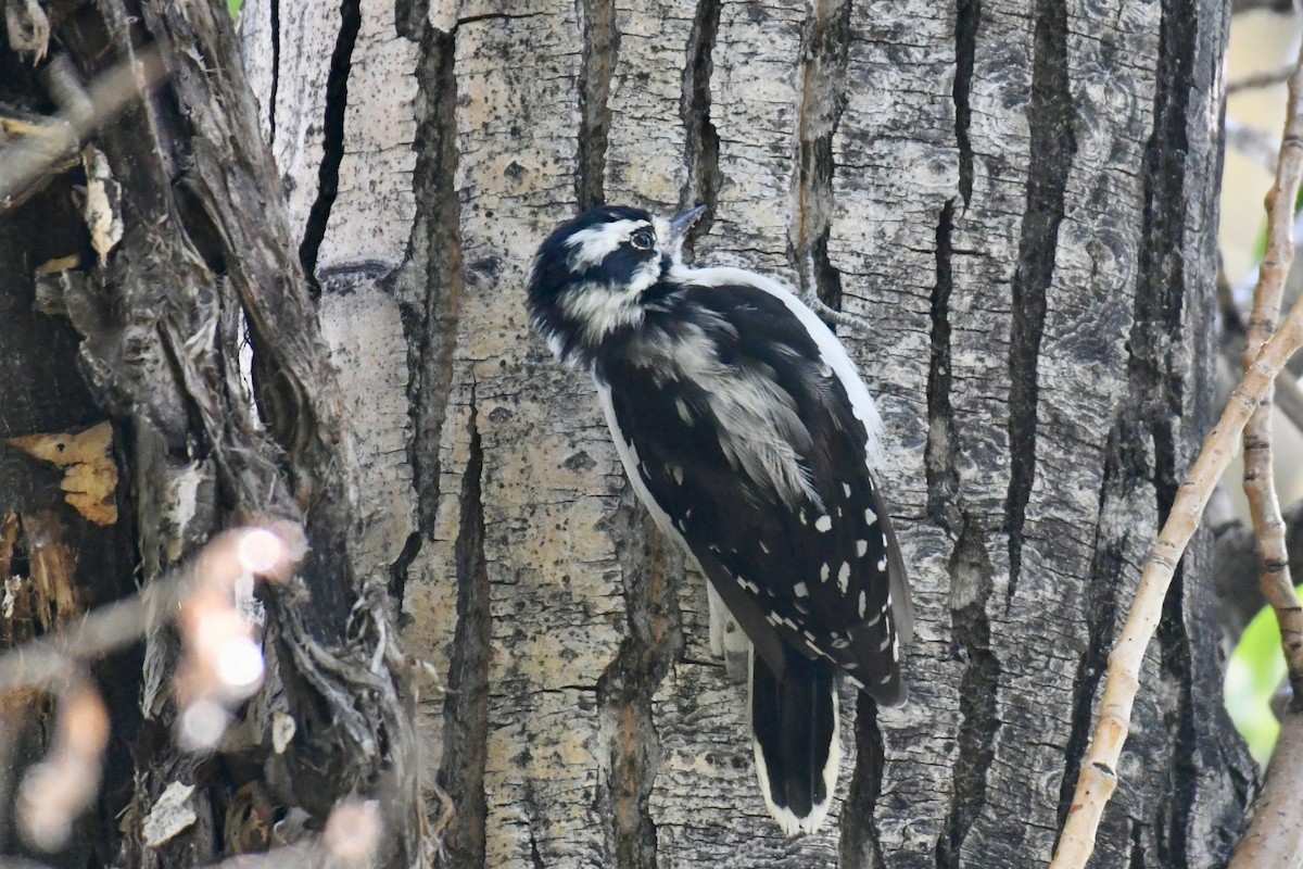 Downy Woodpecker (Rocky Mts.) - ML258589391