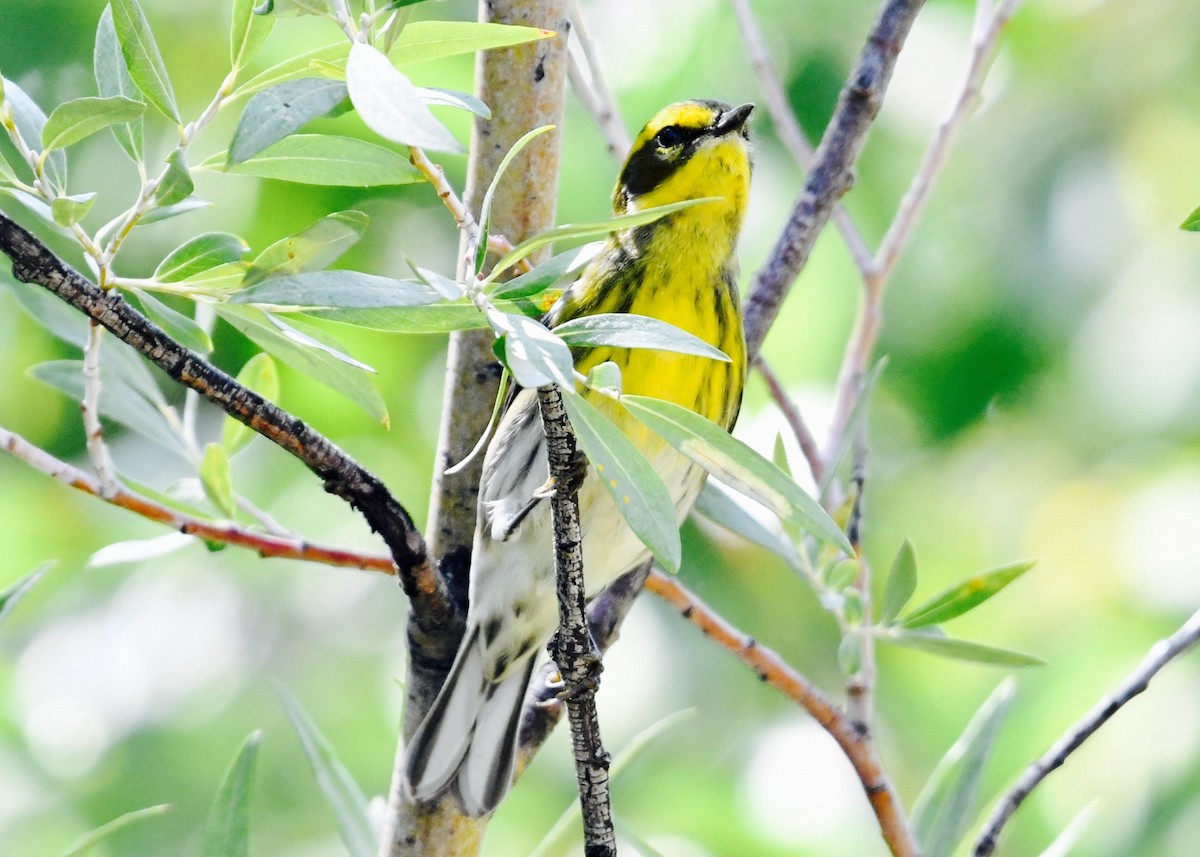 Townsend's Warbler - ML258589541