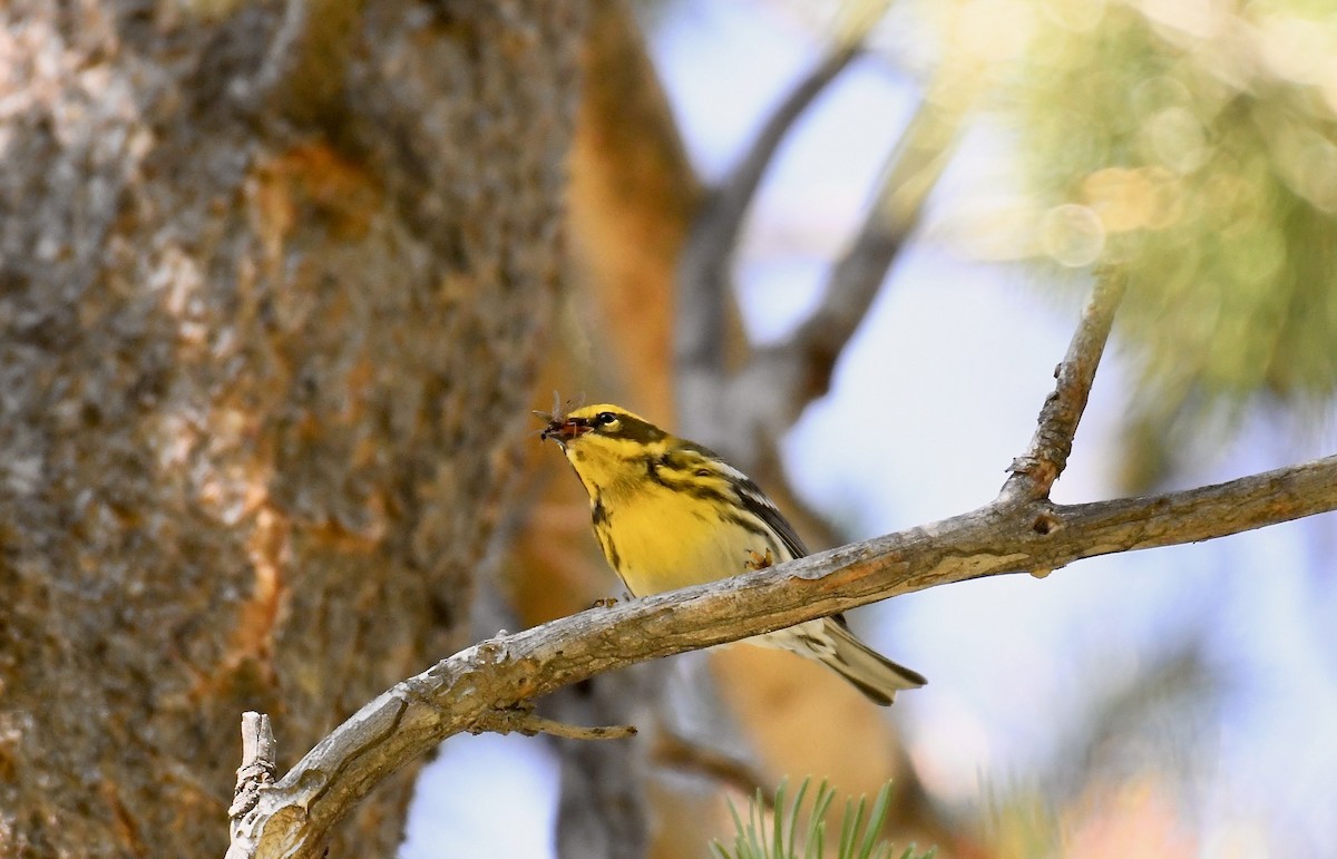 Townsend's Warbler - ML258589551