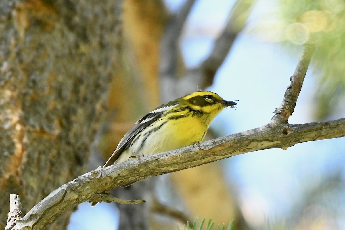 Townsend's Warbler - ML258589621