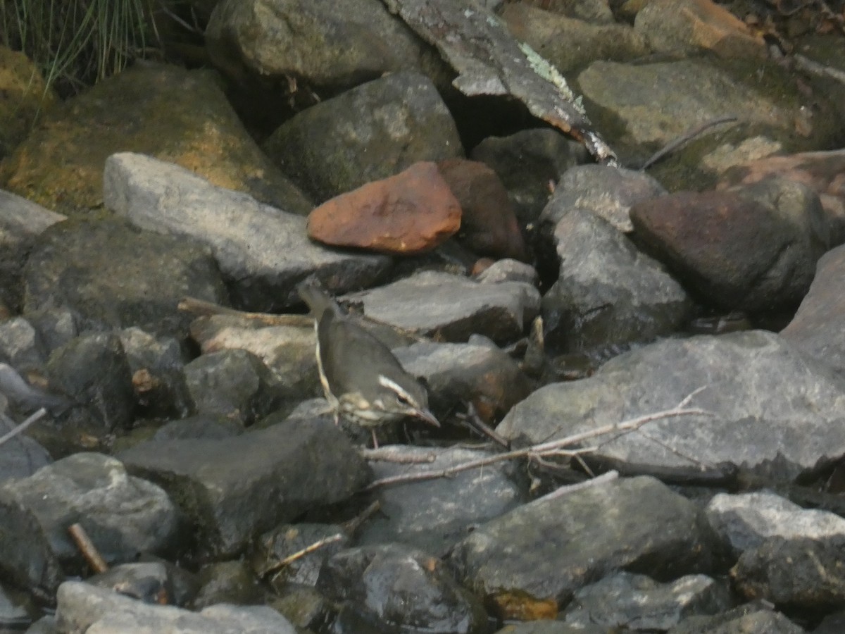 Louisiana Waterthrush - David Marsland