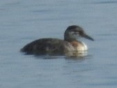 Red-necked Grebe - ML258590851