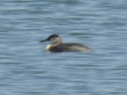 Red-necked Grebe - ML258590861