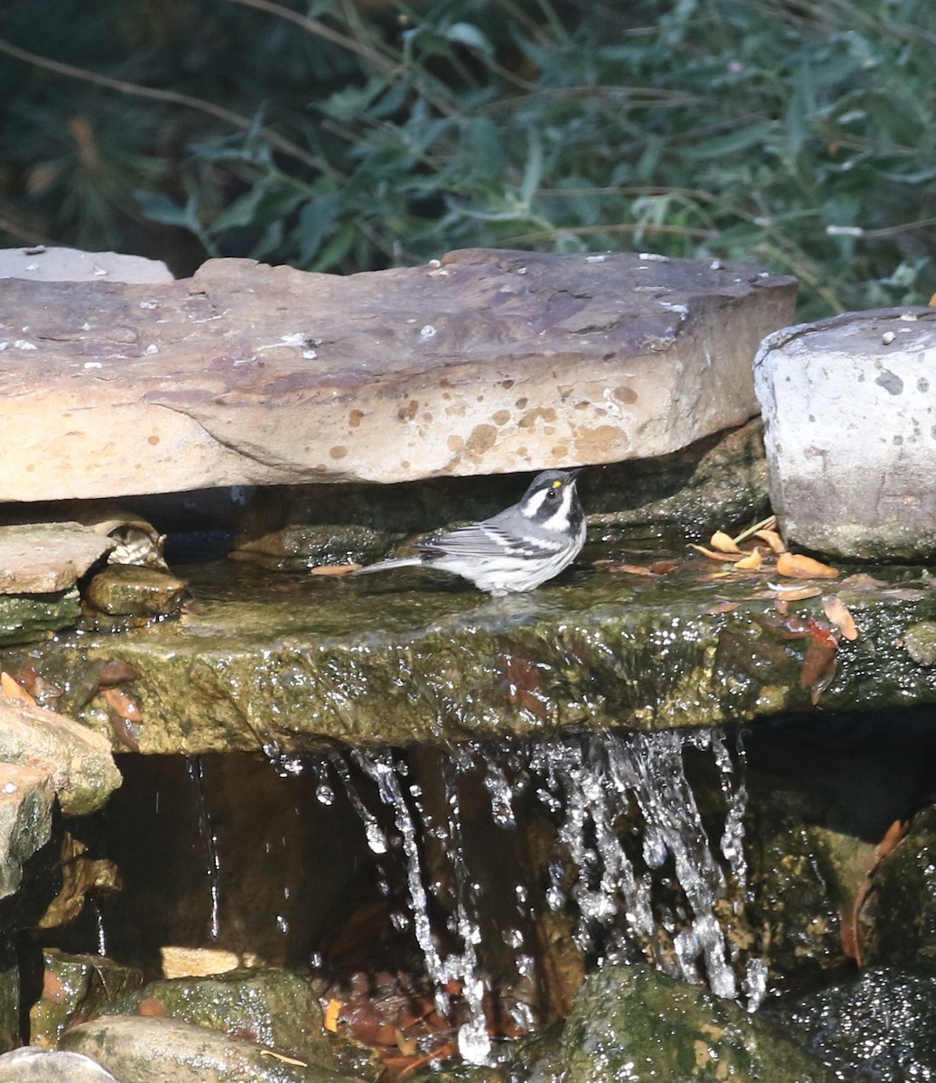 Black-throated Gray Warbler - Jane Stulp