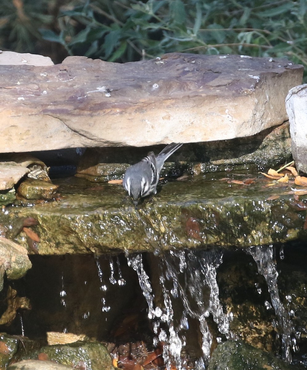 Black-throated Gray Warbler - Jane Stulp