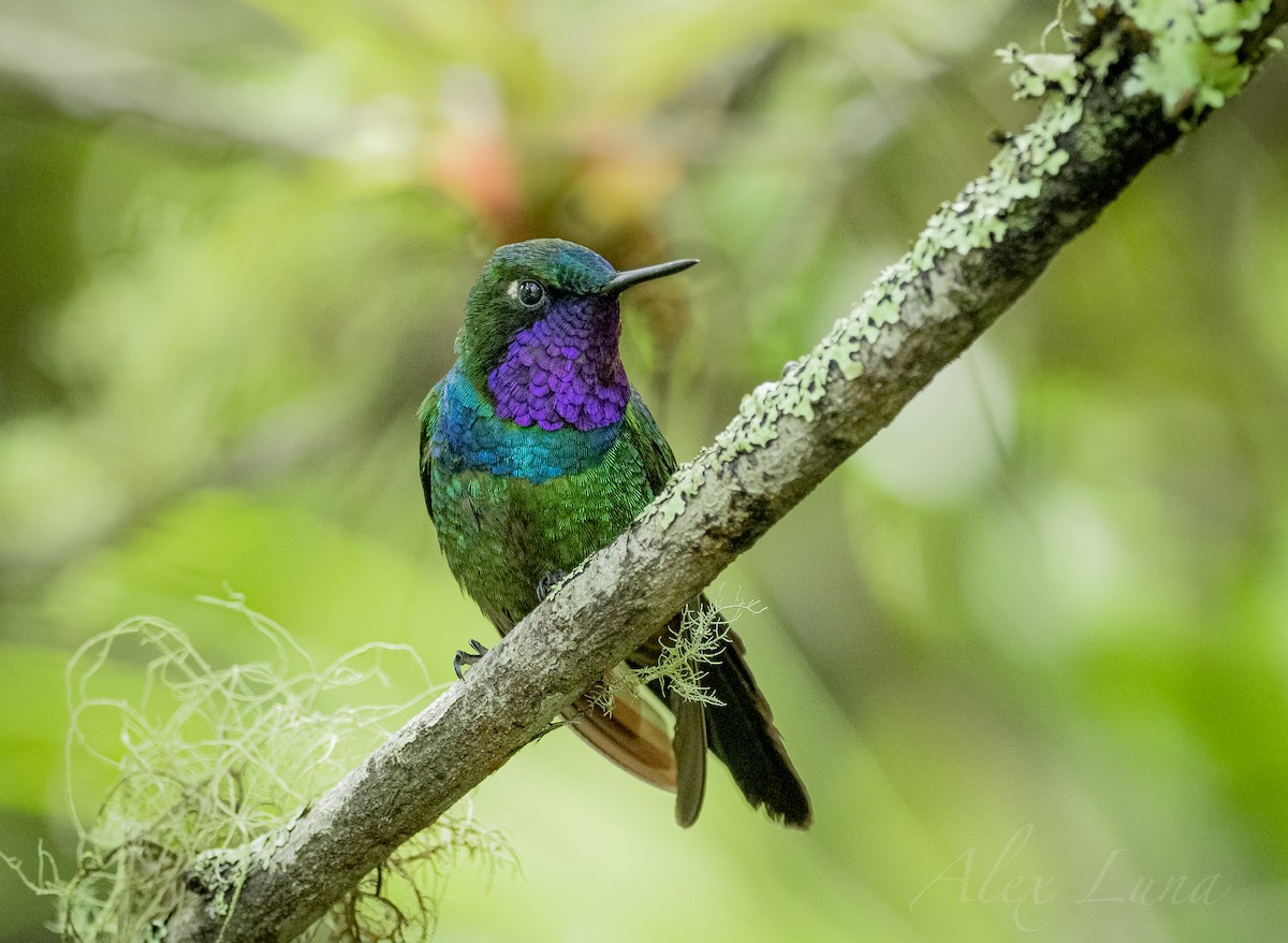 Purple-throated Sunangel - Alex Luna