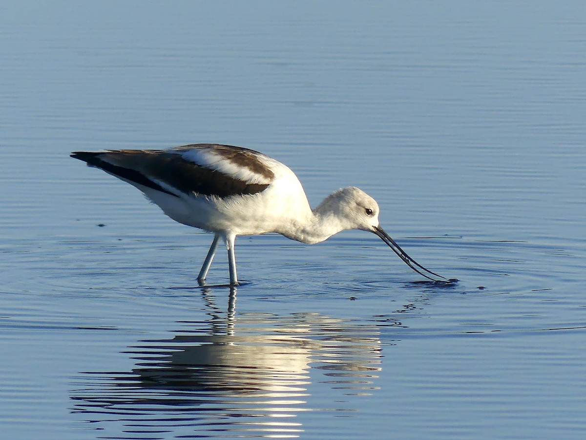 Avocette d'Amérique - ML258592051