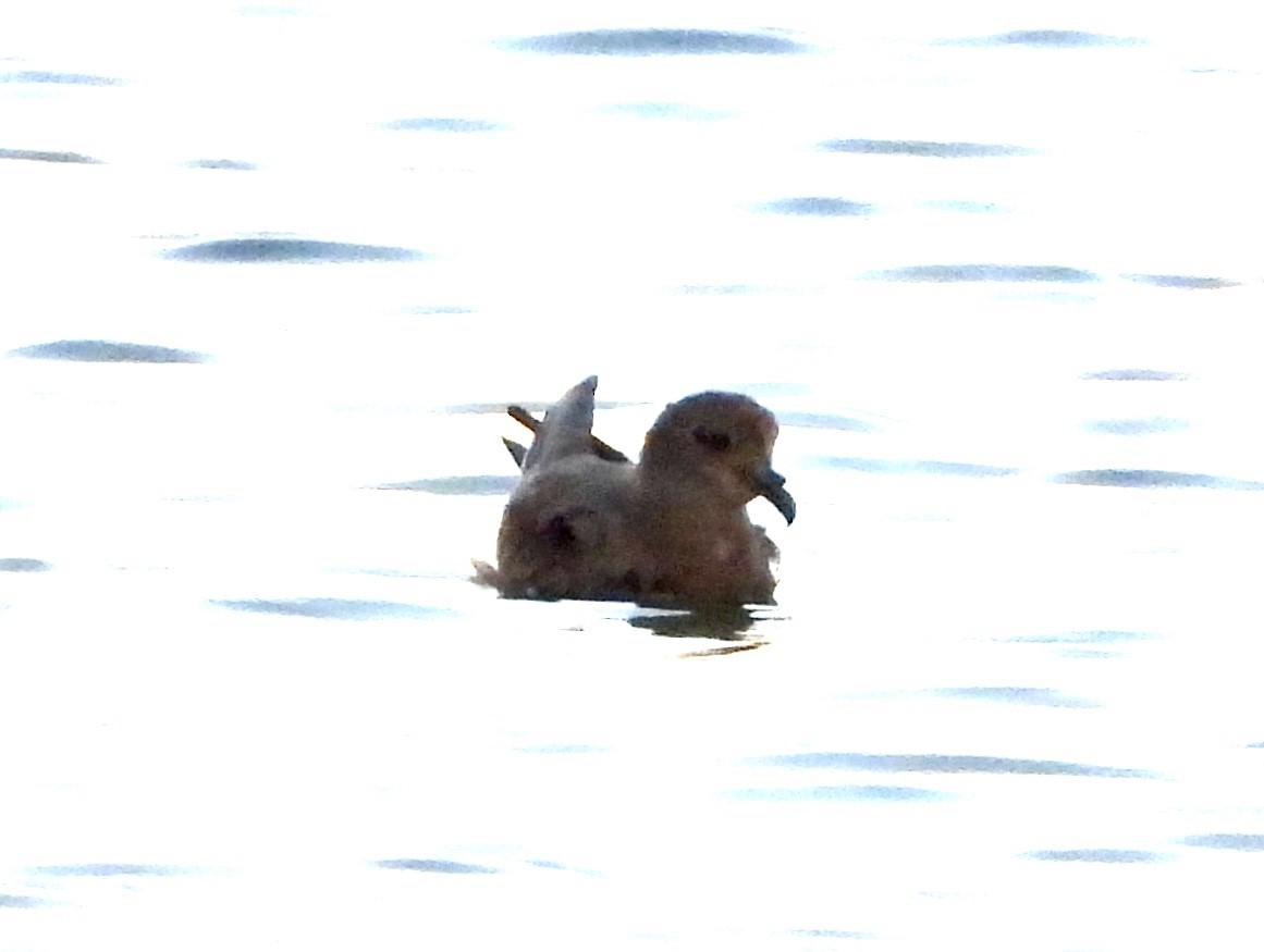 Band-rumped Storm-Petrel - ML258592771