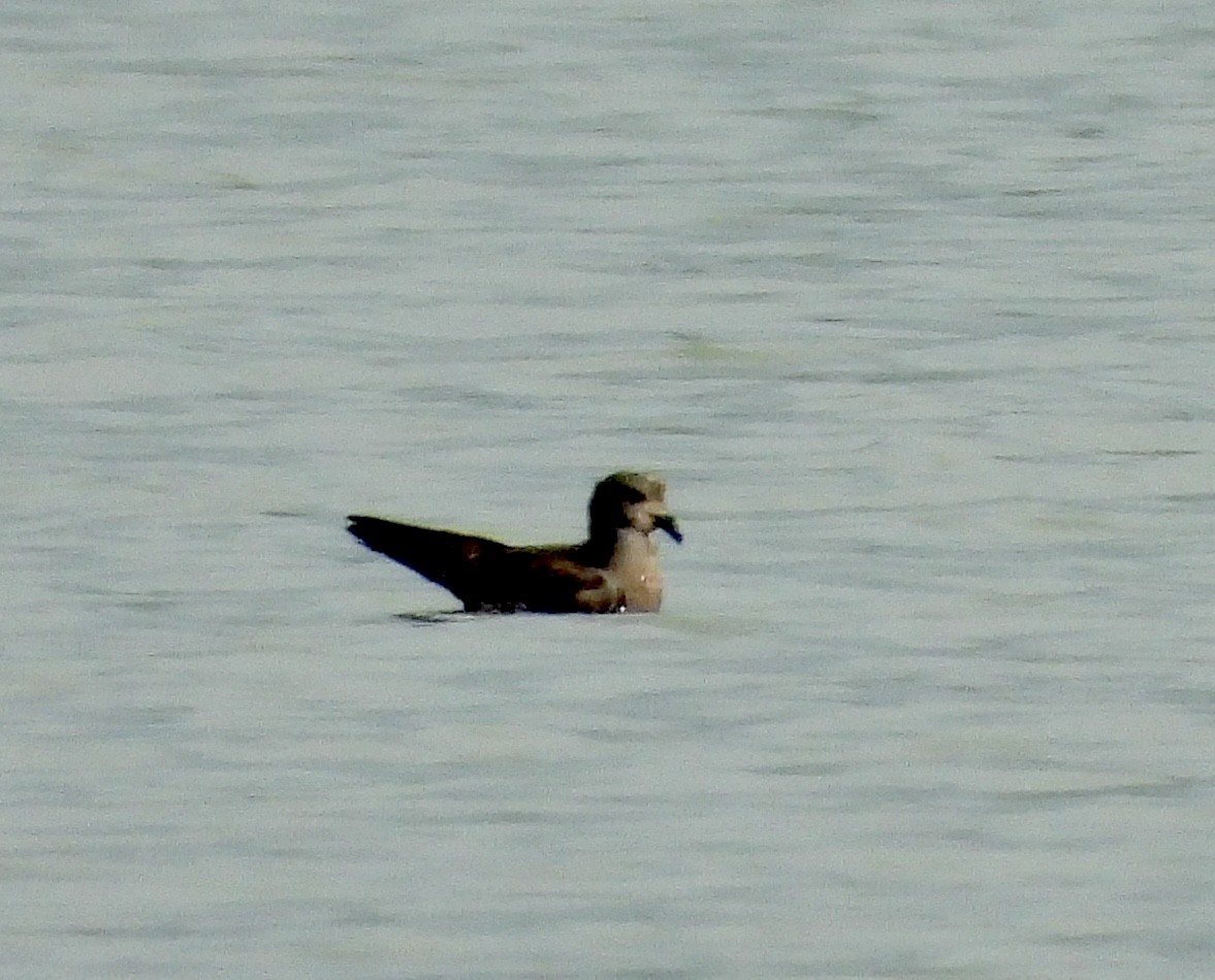 Band-rumped Storm-Petrel - ML258592791