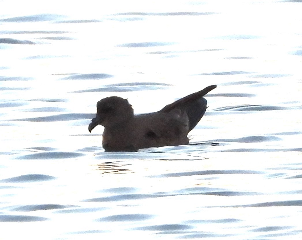 Band-rumped Storm-Petrel - ML258592811