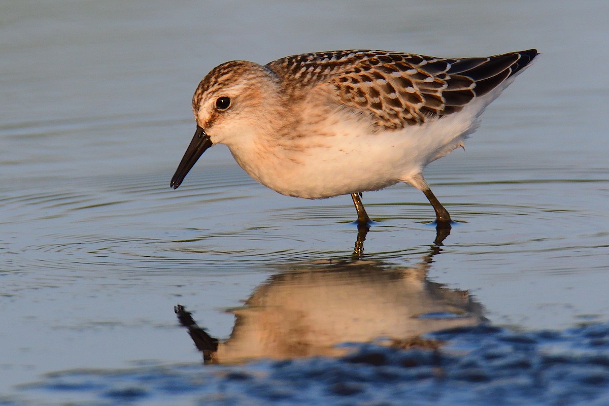 Semipalmated Sandpiper - Dana Siefer