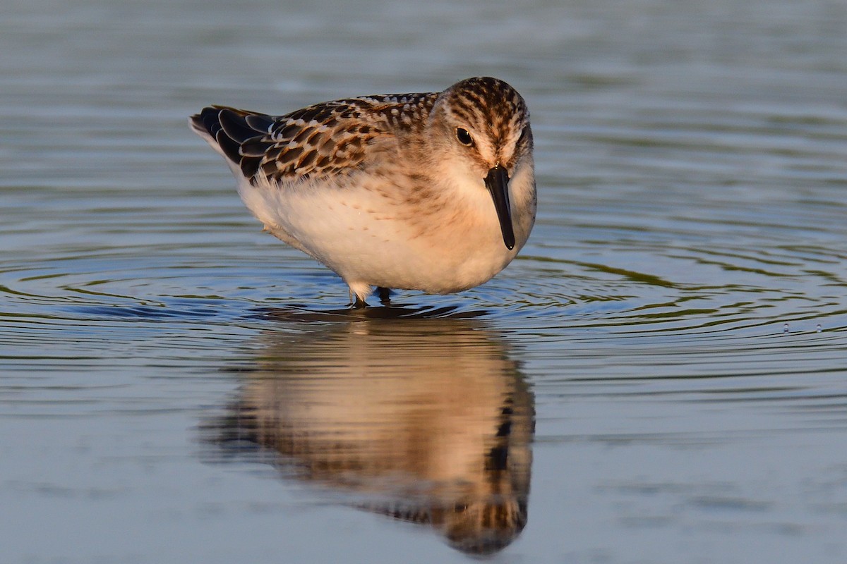 Semipalmated Sandpiper - ML258592971