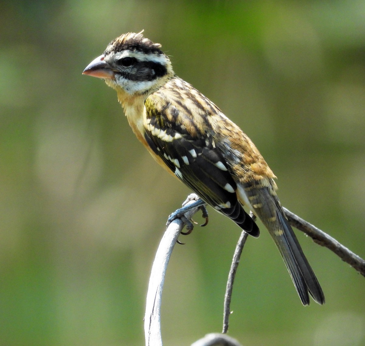 Black-headed Grosbeak - Janet Cook