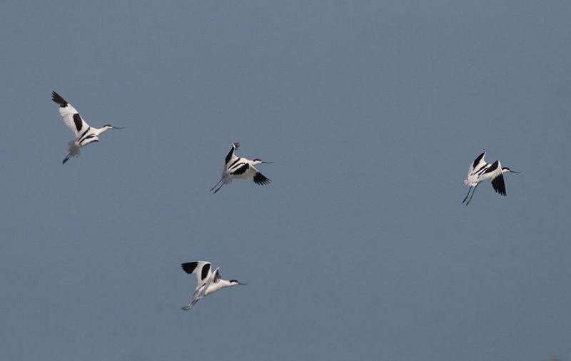 Pied Avocet - ML258593361