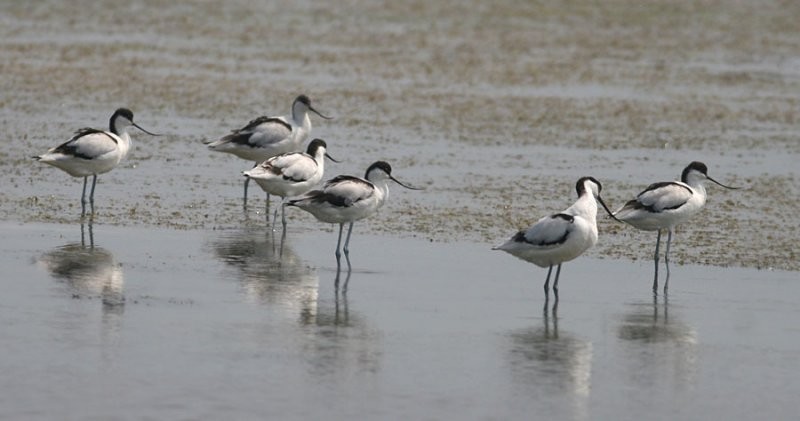 Pied Avocet - ML258593371