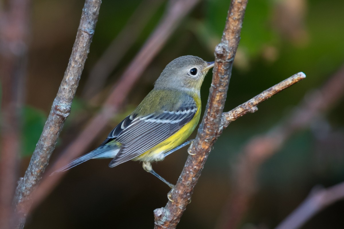 Magnolia Warbler - ML258594171