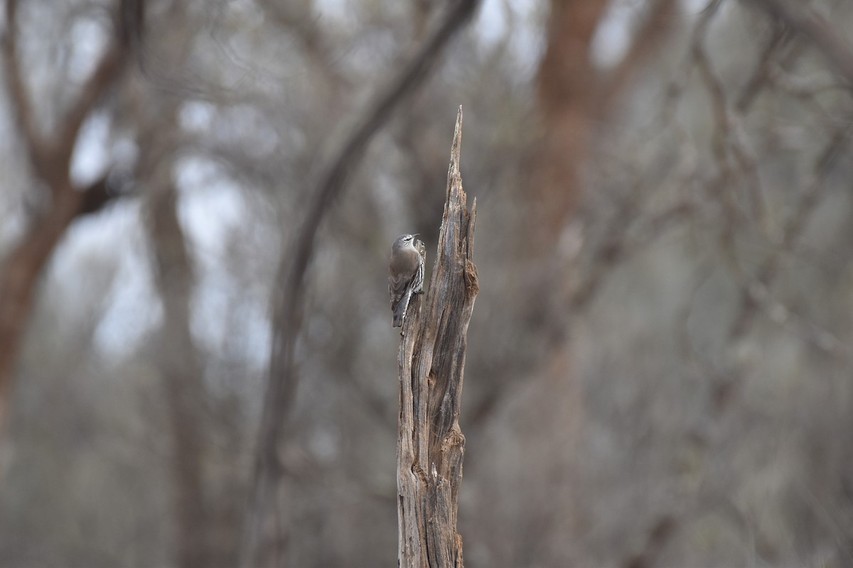 White-browed Treecreeper - ML258594781