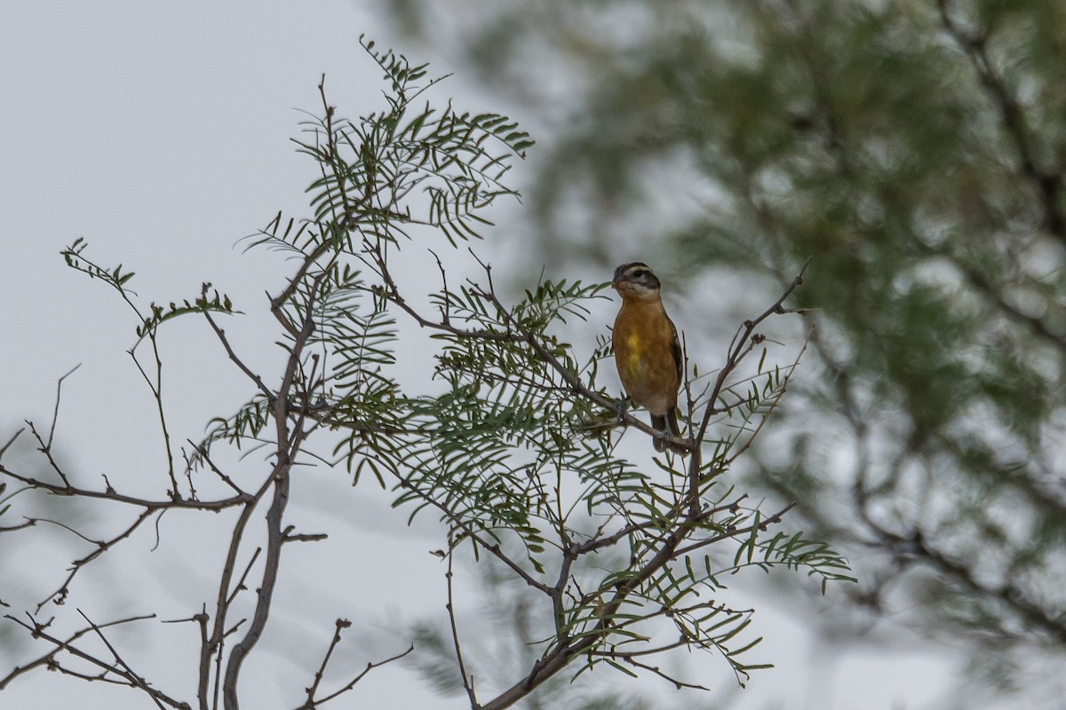 Black-headed Grosbeak - ML258594791