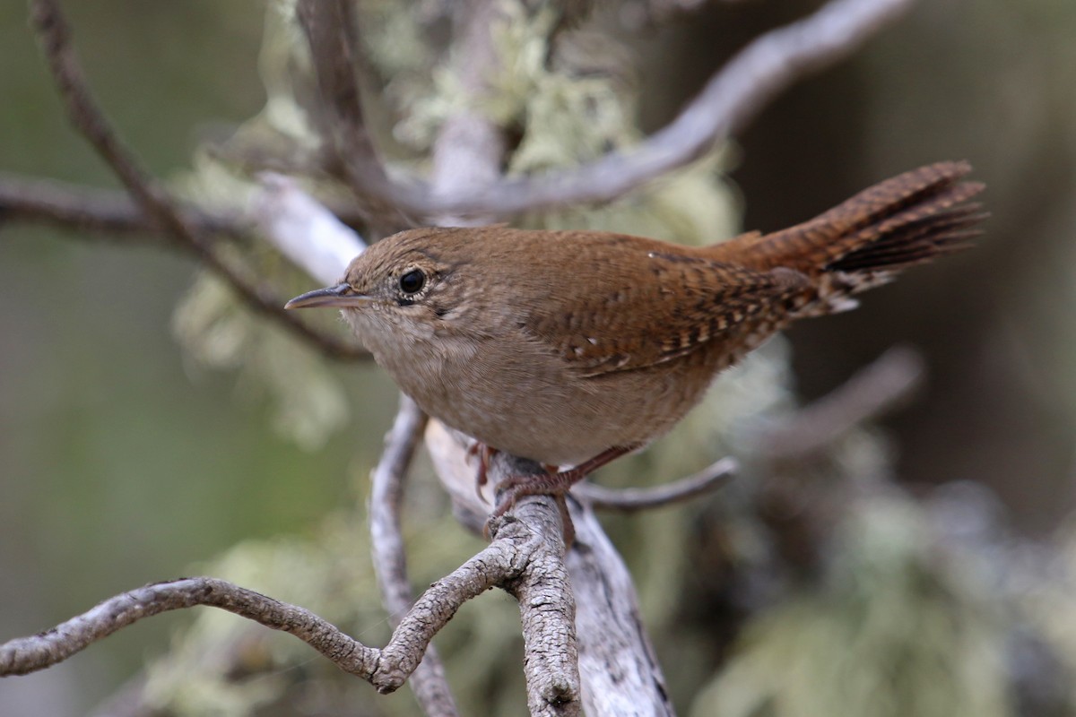 House Wren - ML258597171