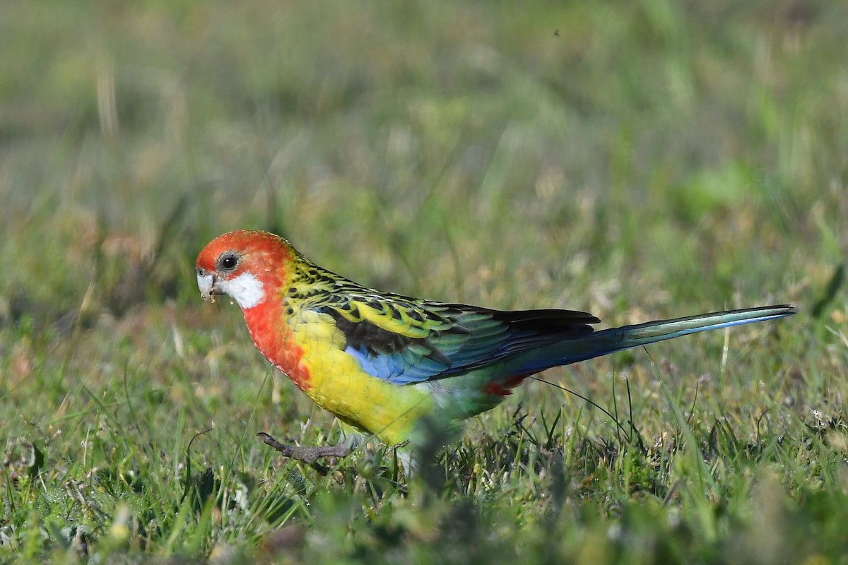 Eastern Rosella - ML258597951