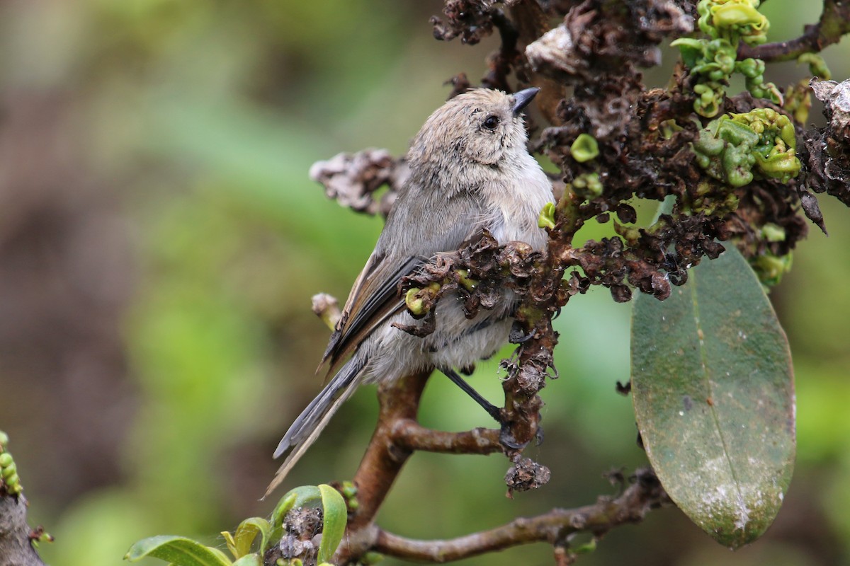 Bushtit - ML258598421