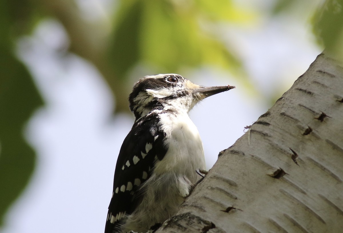 Hairy Woodpecker - ML258599191