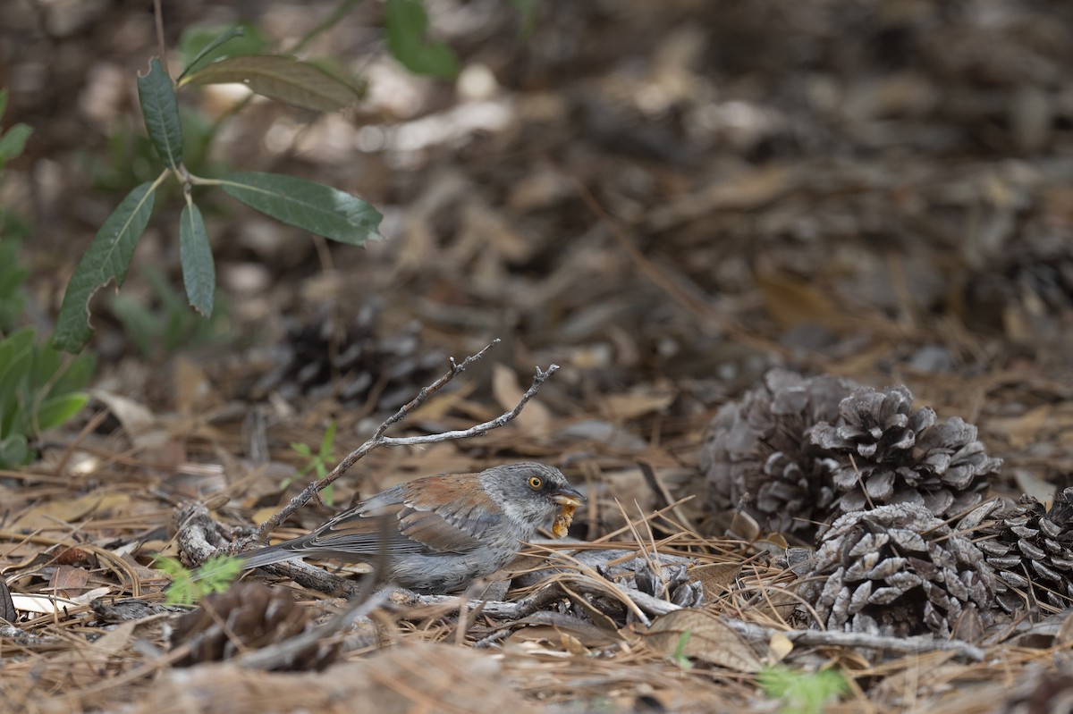 Yellow-eyed Junco - Susan Earnest