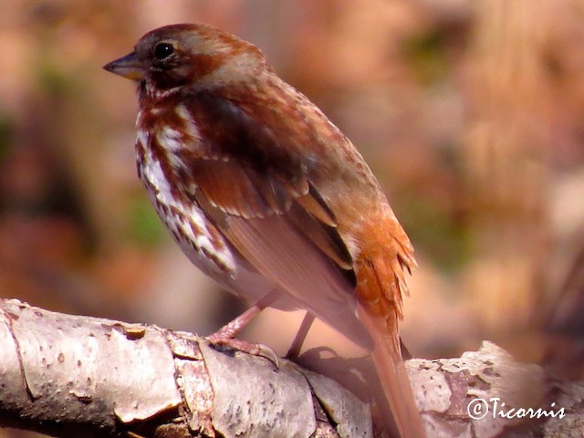 Fox Sparrow (Red) - ML25860171