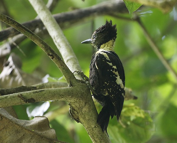 Black-and-buff Woodpecker - ML258602271