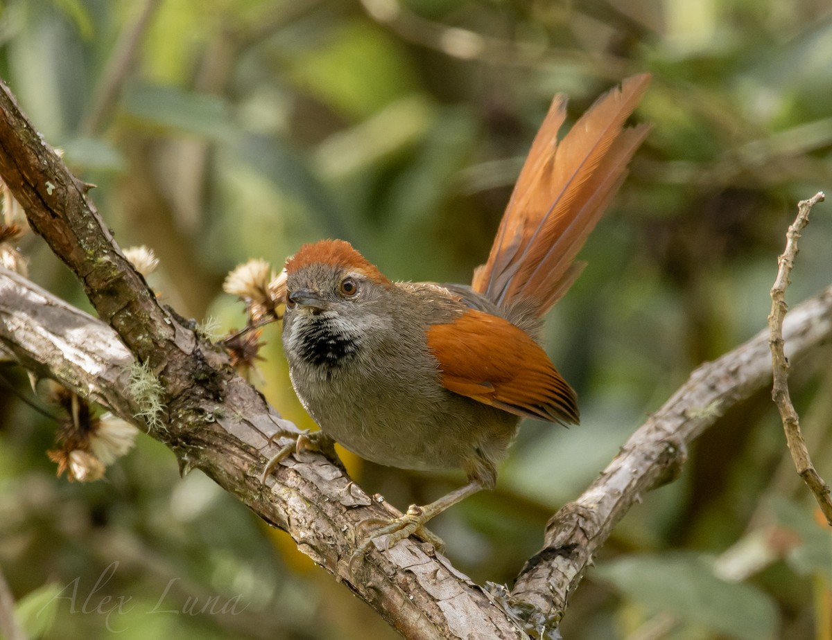 Azara's Spinetail - ML258602891