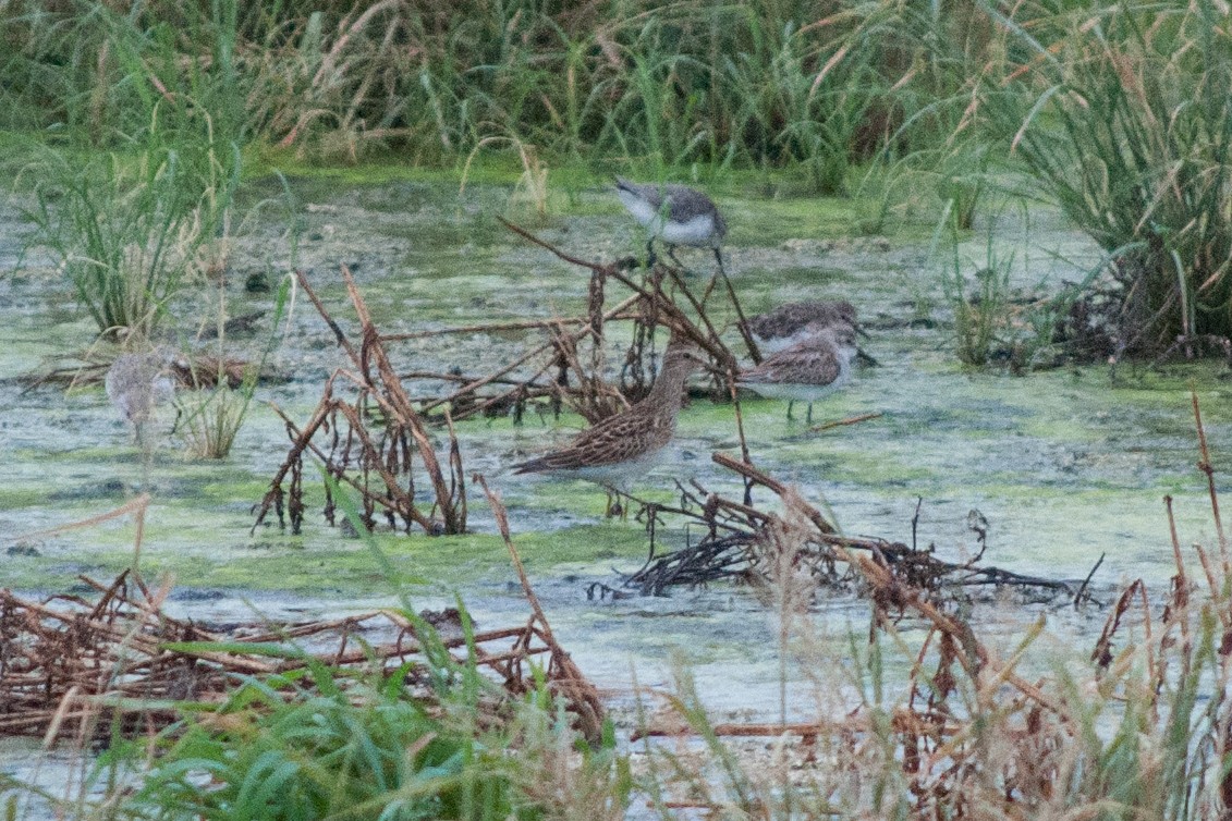 Pectoral Sandpiper - ML258603571