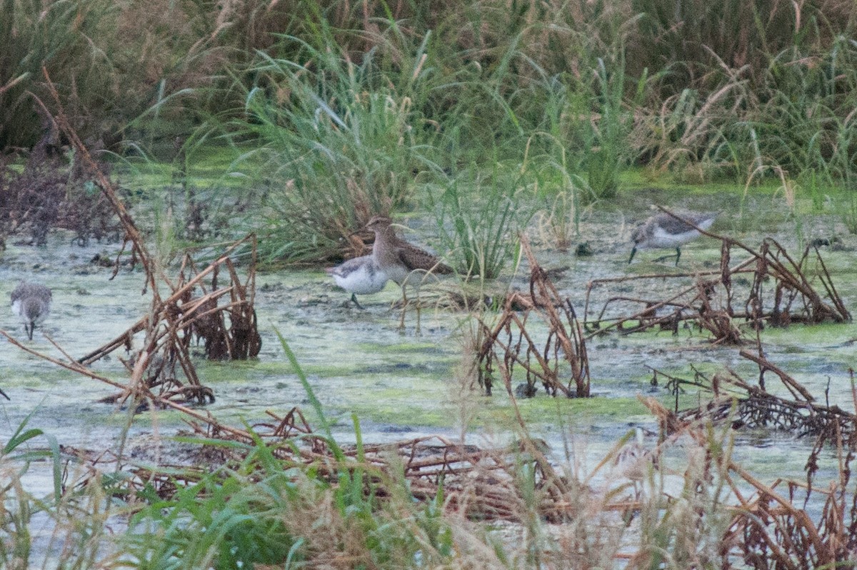 Pectoral Sandpiper - ML258603621