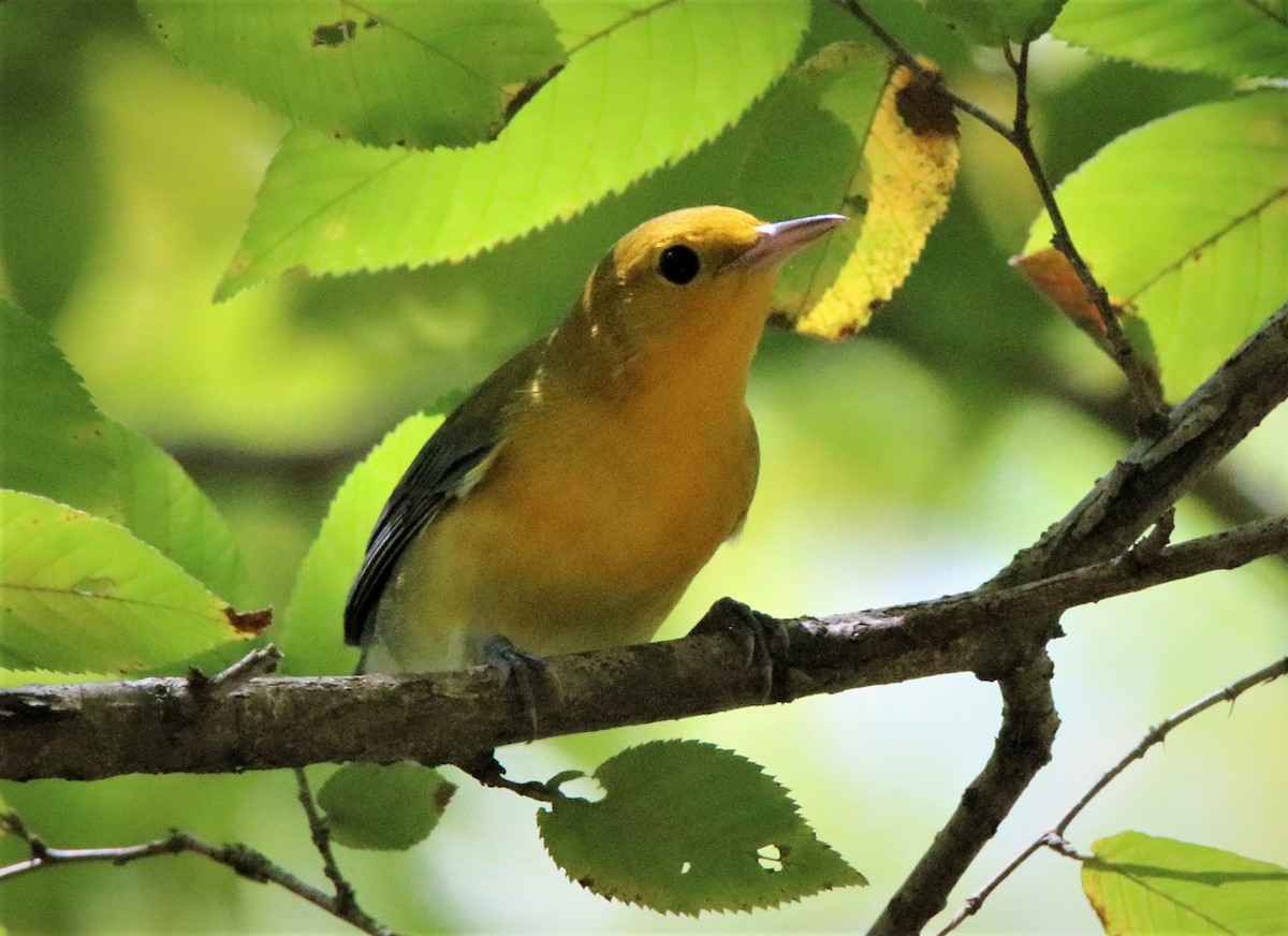 Prothonotary Warbler - ML258603771