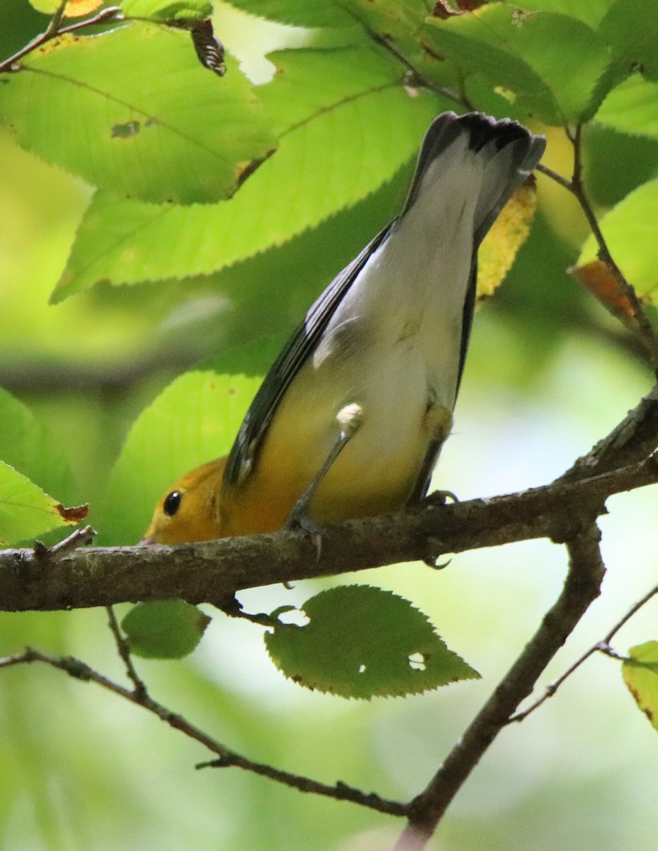 Prothonotary Warbler - ML258603781