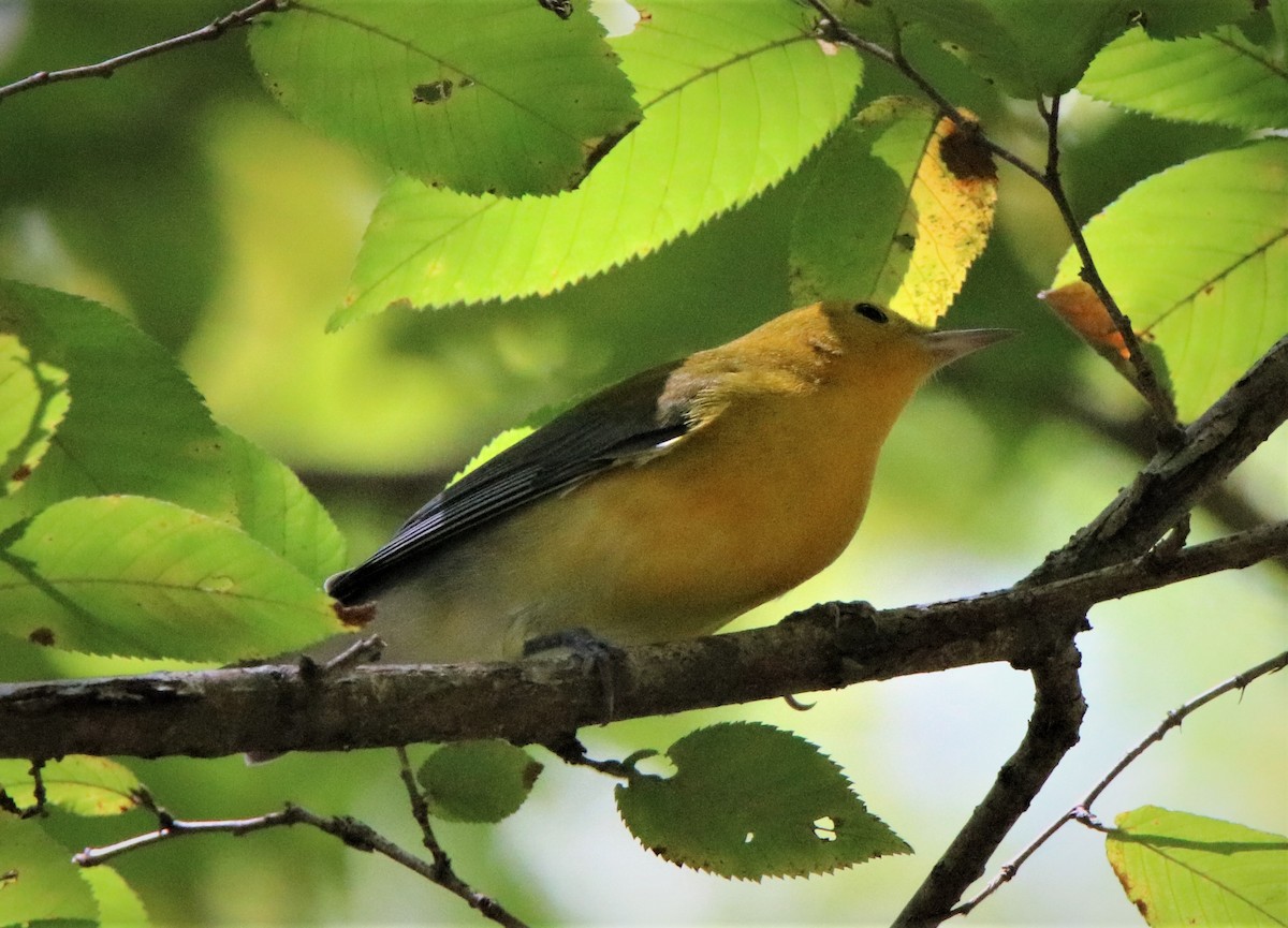 Prothonotary Warbler - ML258603791