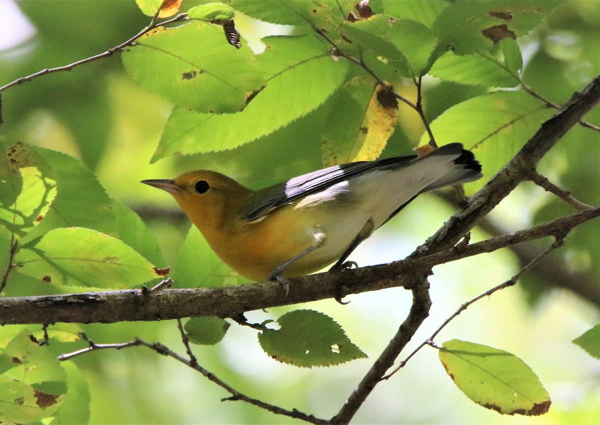 Prothonotary Warbler - ML258603801