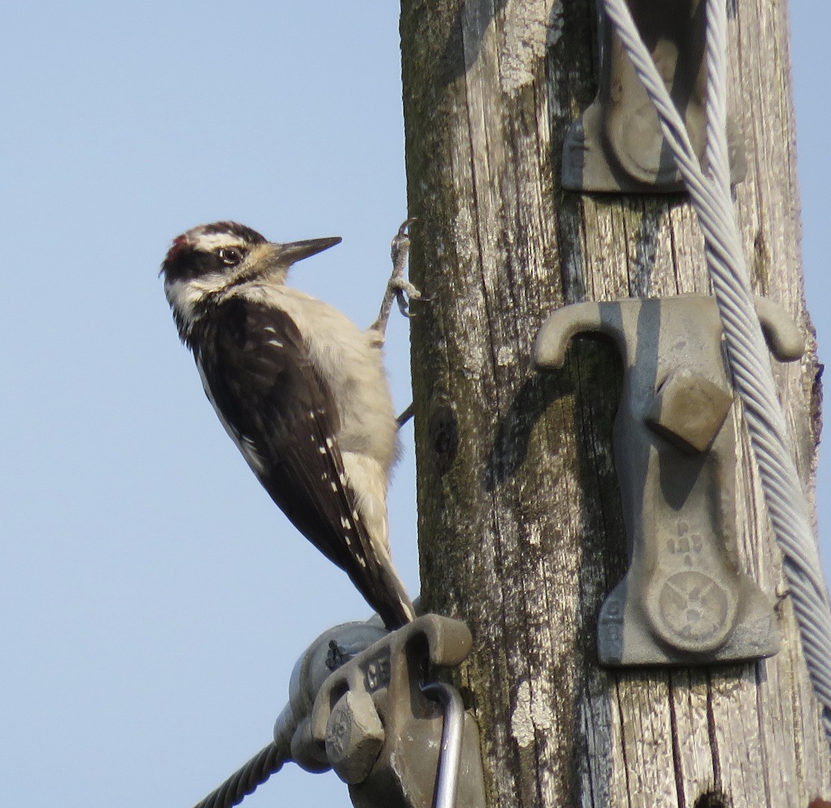 Hairy Woodpecker - ML258605981