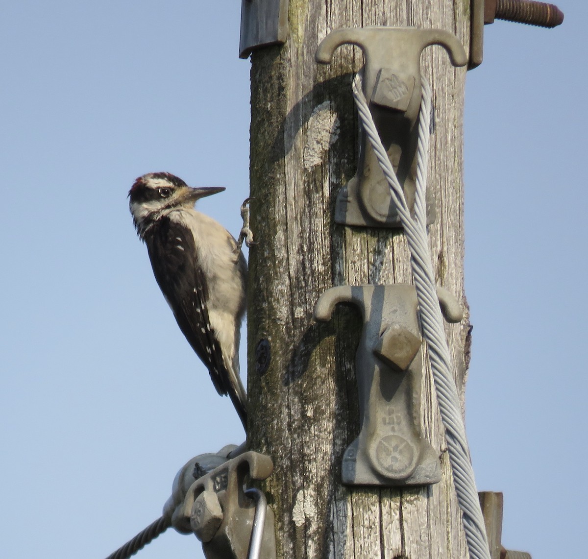 Hairy Woodpecker - ML258605991