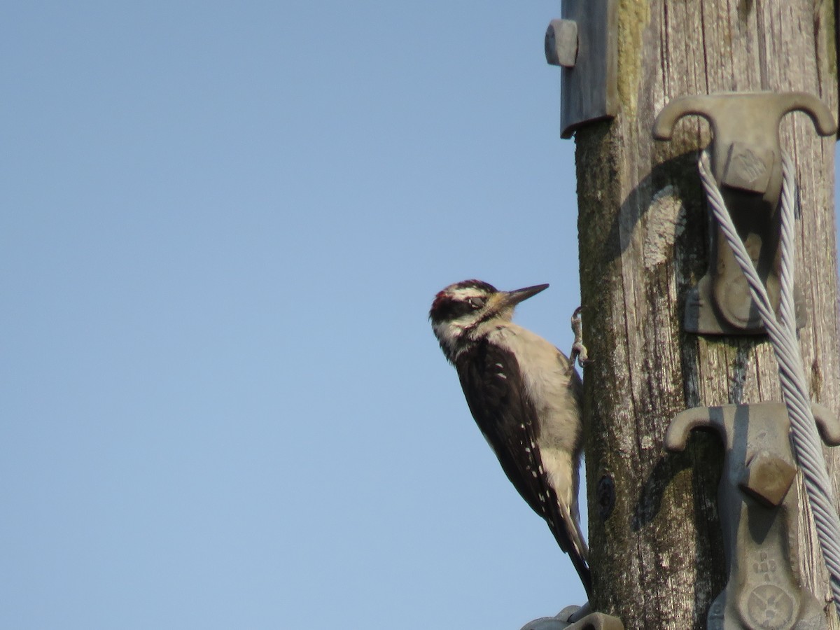 Hairy Woodpecker - ML258606001