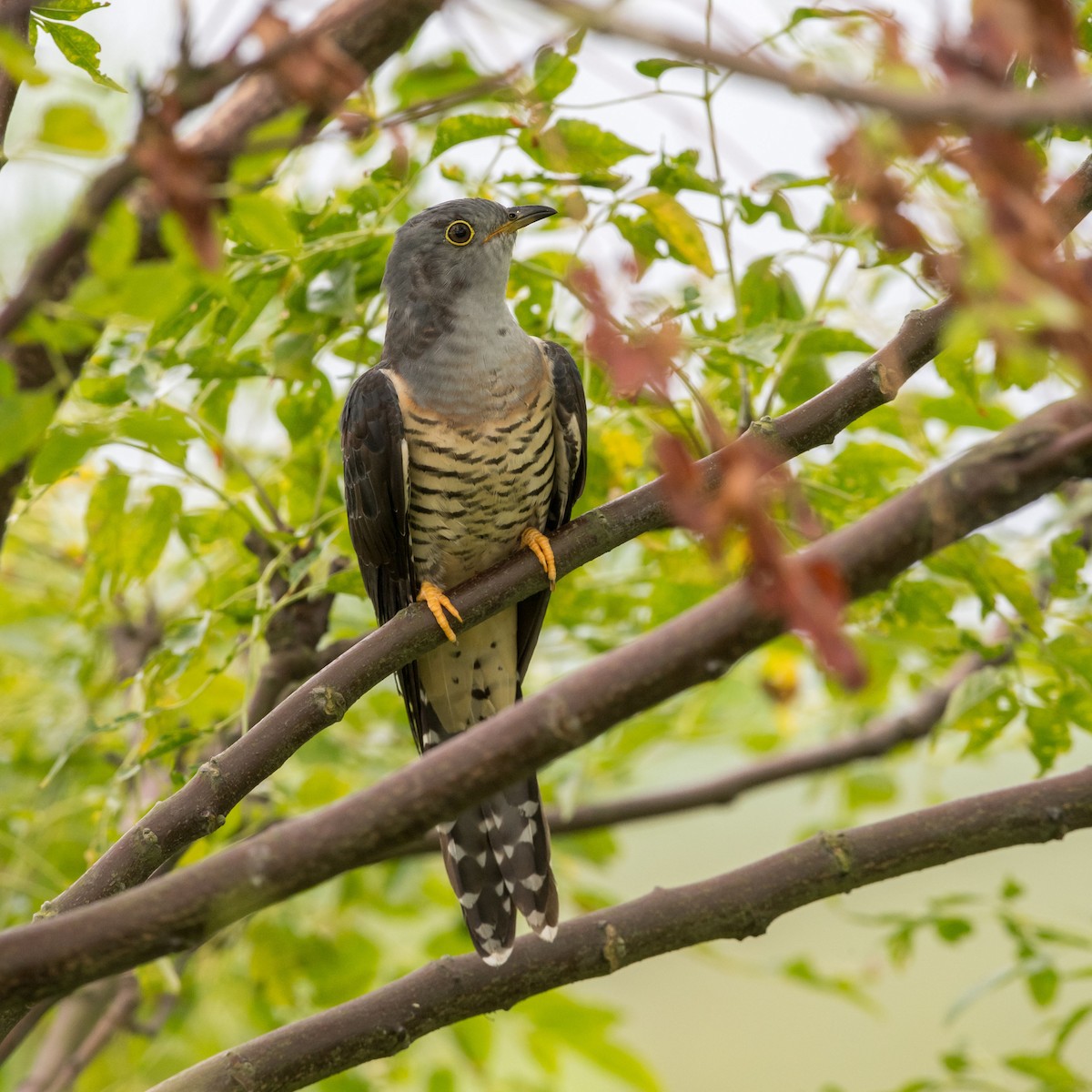 Lesser Cuckoo - ML258606831