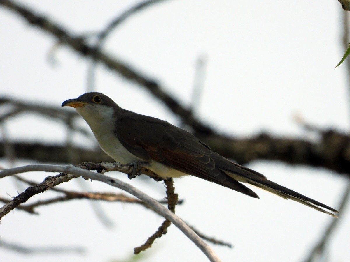 Yellow-billed Cuckoo - ML258607621