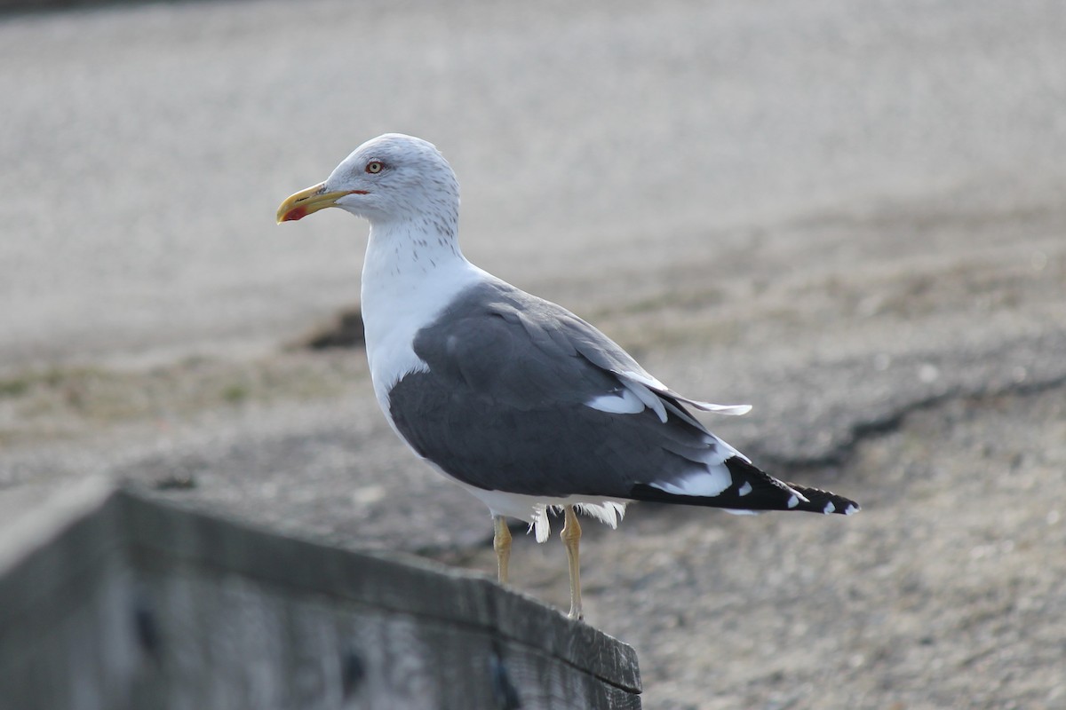 Lesser Black-backed Gull - benny albro