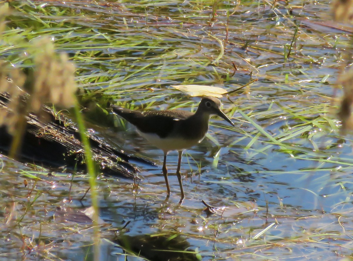 Solitary Sandpiper - Chris Murrell