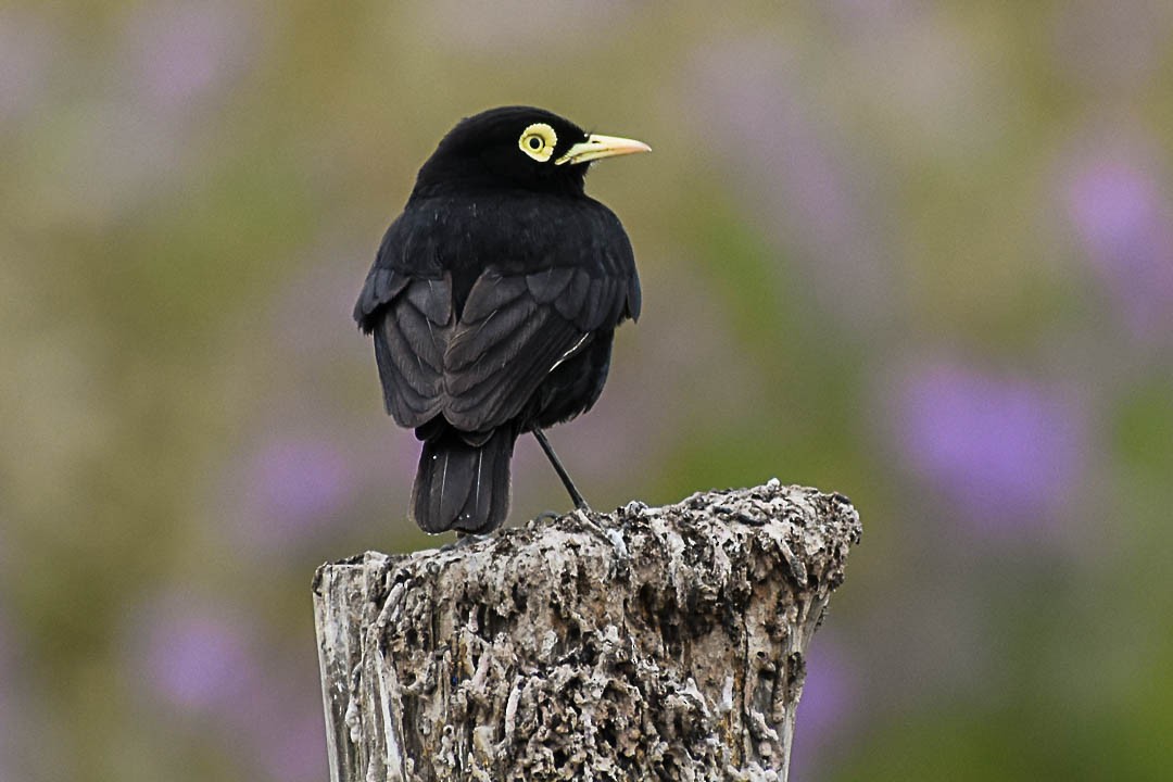 Spectacled Tyrant - ML258609071