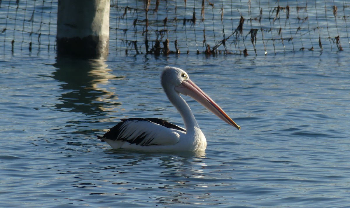 pelikán australský - ML258609251